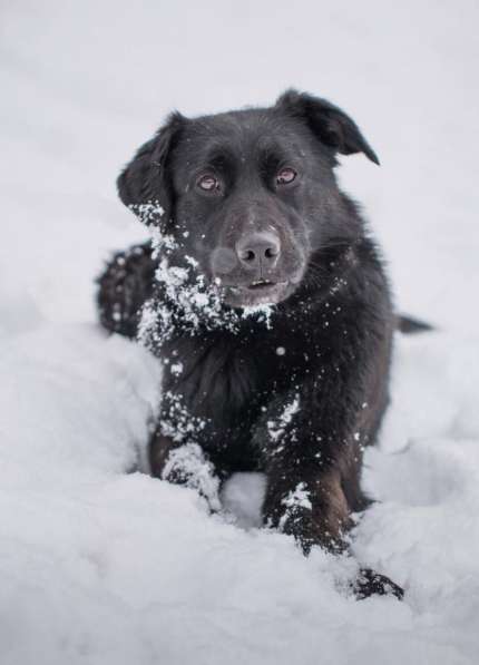 Метис лабрадора ищет хозяев в Москве
