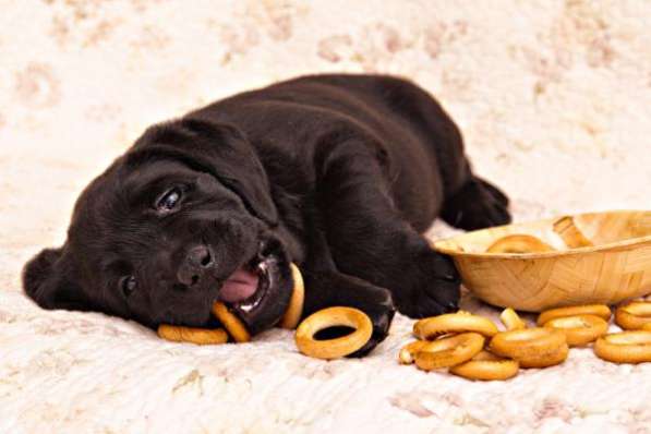 Высокопородные щенки лабрадора в Санкт-Петербурге