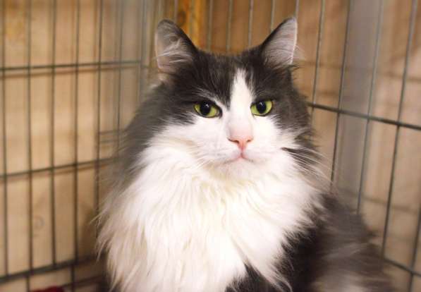 Кот Борис хочет сделать вас счастливее