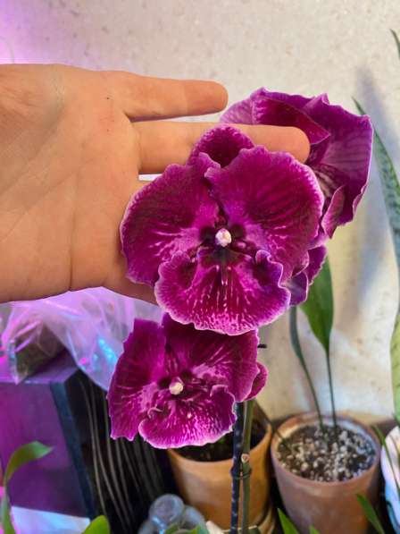 Орхидея фаленопсис абба