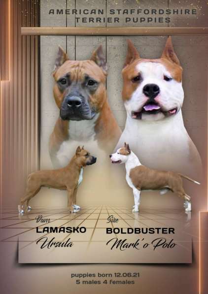 Милые мальчики и девочки Амстаффа резерв ркф в Москве