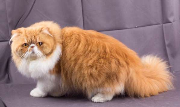 Продается персидский кот(экзот ДШ) в Санкт-Петербурге фото 3