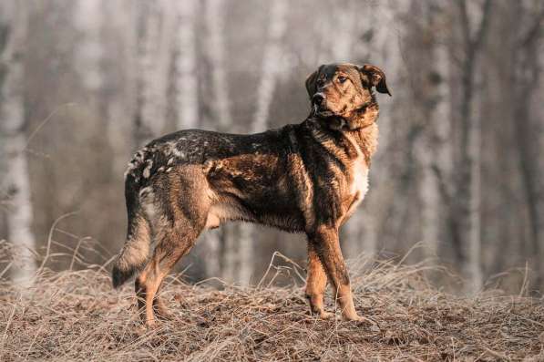 Надёжный Друг Курт ищет семью в Москве фото 39