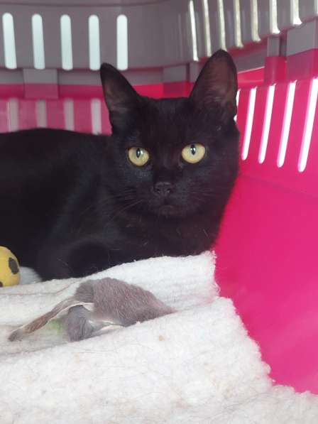 Кошка Чёрная Мамба ищет дом в Химках фото 4