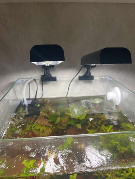 Аквариум с рыбками черепахой и живыми растениями в Ижевске фото 5
