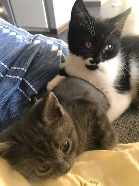 Отдам Бэтмена в добрые руки в Москве фото 4