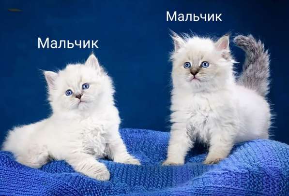 Невские чистокровные котята
