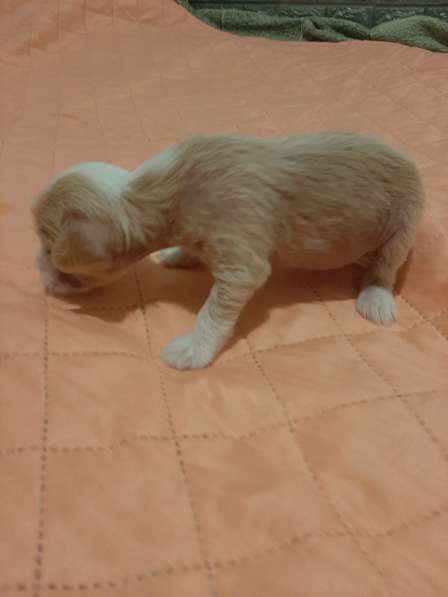 Продам щенков в фото 17