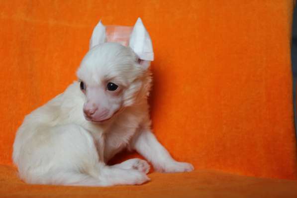 Пуховая мини-девочка кхс в Москве фото 10