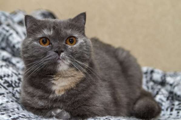 Британочка Оливия, янтарные глазки. Кошка в дар в Калуге фото 4