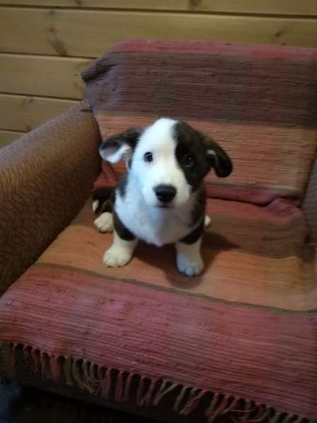 Щенки вельш корги кардиган в Москве фото 24