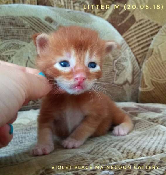 Котята Мейн Кун из питомника