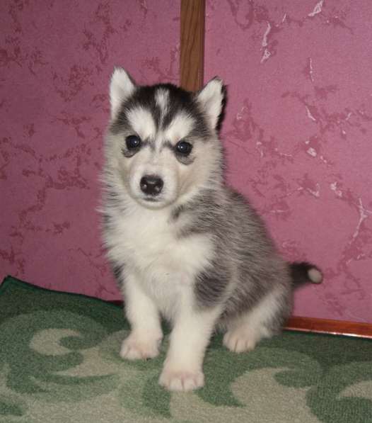 Девочки хаски в Москве фото 12