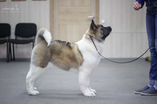 Акита в Ростове-на-Дону фото 72