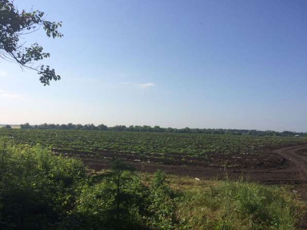 Краснодар продается срочно земля сельхозназначения 286 ге в Краснодаре фото 4