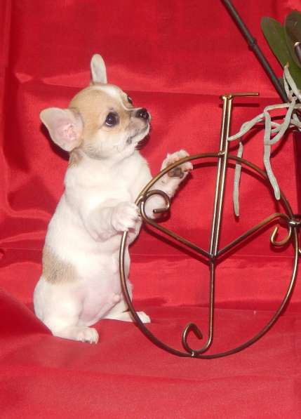 Красавчик чихуахуа в фото 12