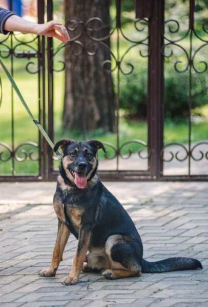 Джек - собака- мечта в добрые руки, умный пес ищет дом в Москве фото 5