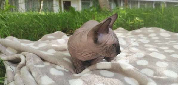 Канадский сфинкс мальчик голый в фото 11