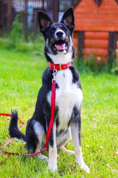 Красавица Пеппа от мамы-овчарки в дар в Москве фото 5