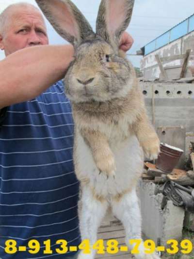 Кролики в Саяногорске, кролики Красноярс