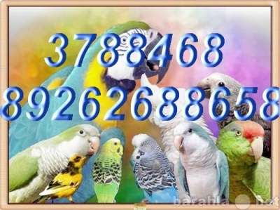 Элитпопугаи из питомника "МНП" в Москве фото 5