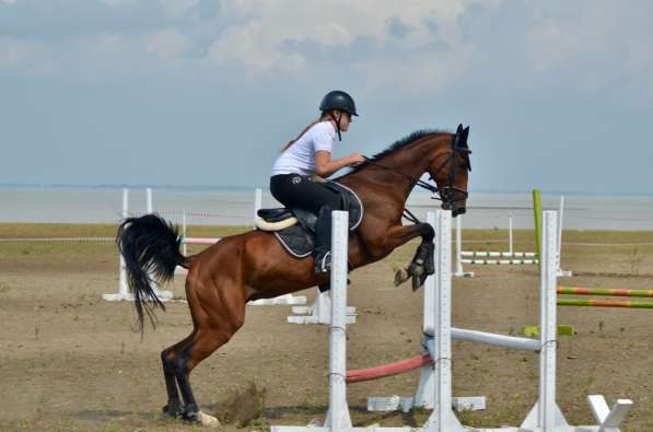 Лошадь - чистокровный ахалтекинец (возможна аренда)