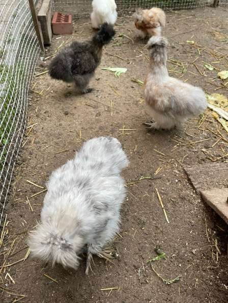 Петухи китайские шелковистые в Йошкар-Оле