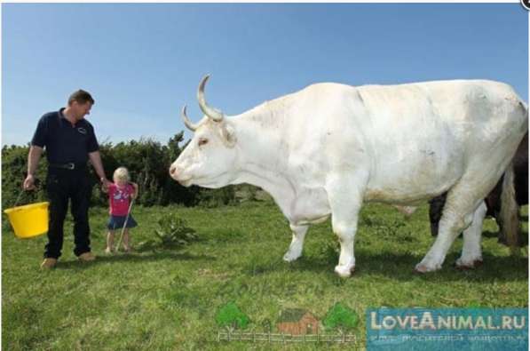 Агроферма 4500 м. кв, Старобешево в