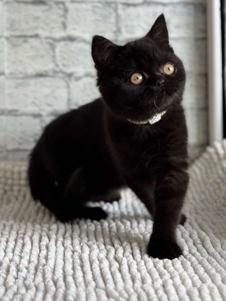 Шотладская кошечка