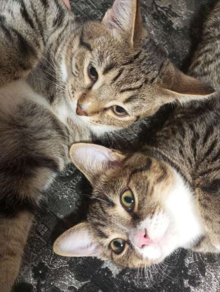 Отдам котят