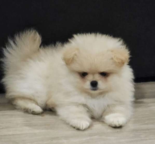 Померанский шпиц