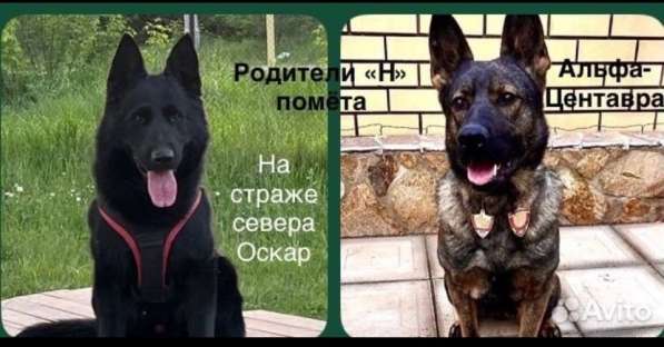 Щенки немецкой овчарки