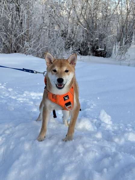 Продаются щенки породы Сиба-Ину в Тюмени