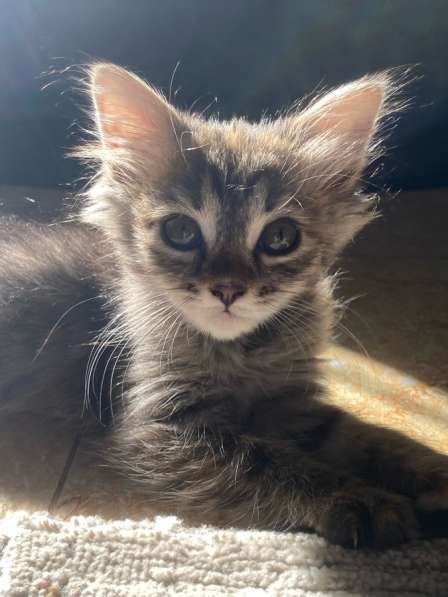 Отдам кошечку в добрые руки! в Махачкале фото 3