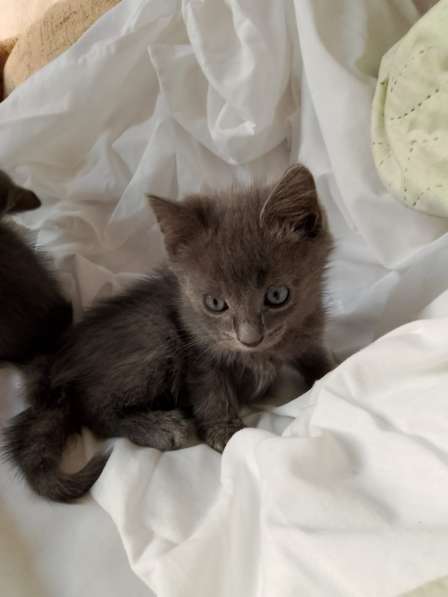 Котята 2 месяца в Липецке фото 3