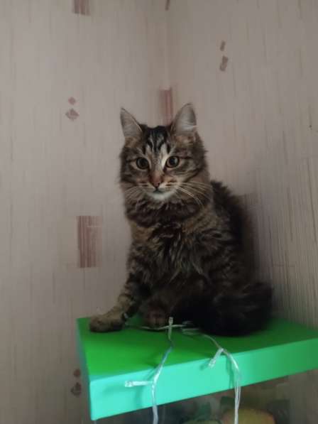 Котята - подростки ищут дом