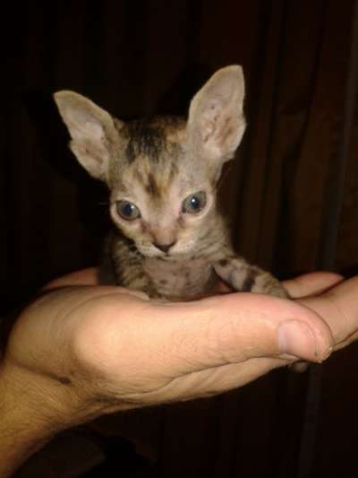 Продам котят Донского сфинкса в Каменске-Уральском фото 3