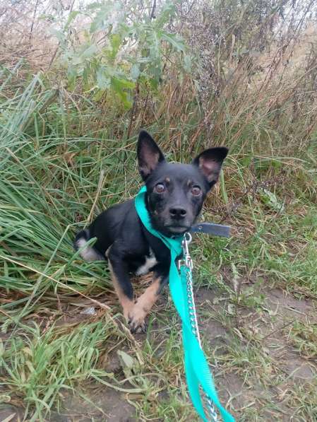 Маленький трогательный пёсик в Санкт-Петербурге фото 5