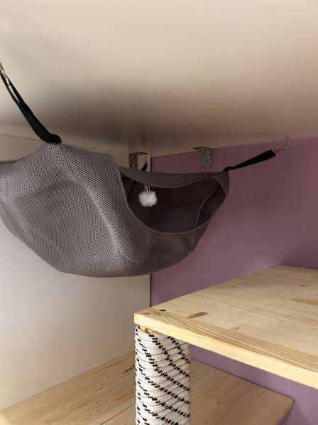 Передержка кошек. Астрахань в Астрахани фото 5