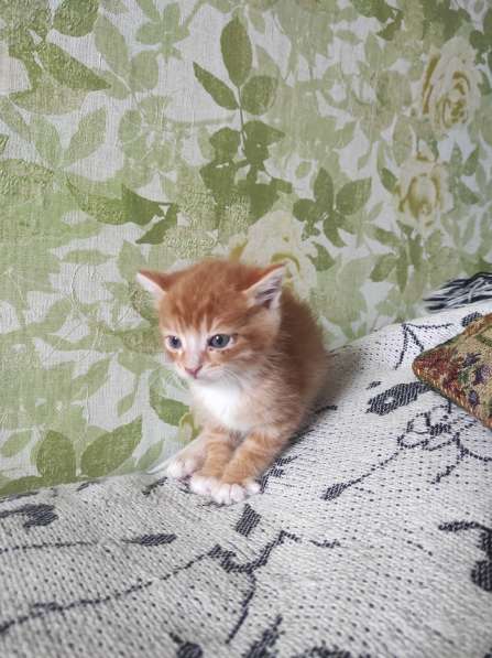 Здравствуйте. Срочно!!! Котята даром в 