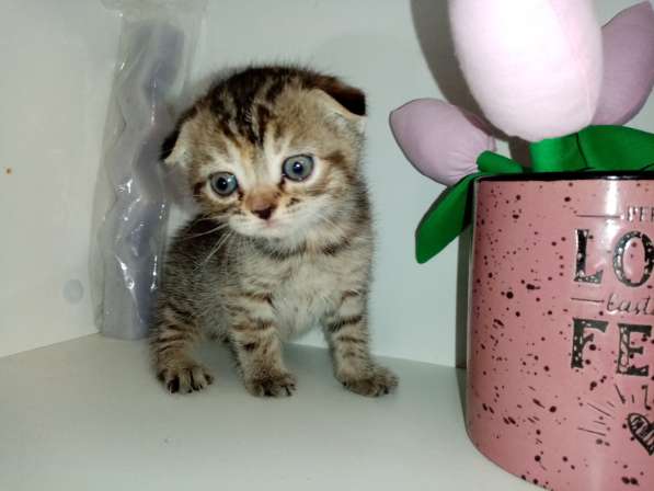 Шотландские котята в фото 11