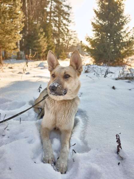 Веста ищет дом! в Москве фото 7