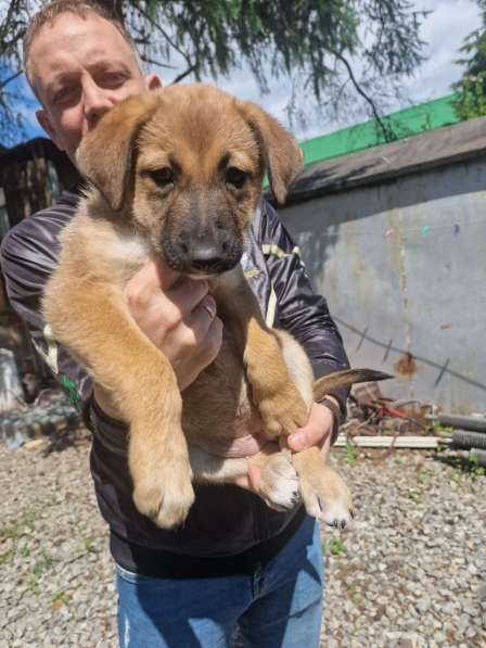 Щенки бесплатно в добрые руки в Екатеринбурге фото 6