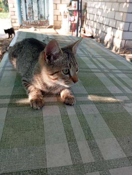 Котенок в дар в фото 6