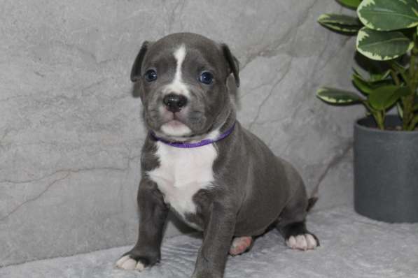 Высококачественные щенки Амстаффа в фото 5