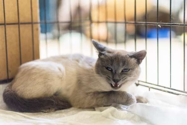 Невероятная красавица Агата в добрые руки в Москве фото 5