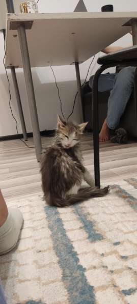 Отдам котенка в добрые руки в фото 4