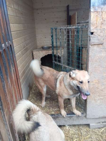 Ищем дом для маленькой Ватрушки