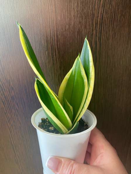 Сансавиерии сортовые в Ставрополе фото 4