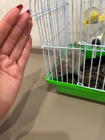 Отдам в Добрые руки в Москве